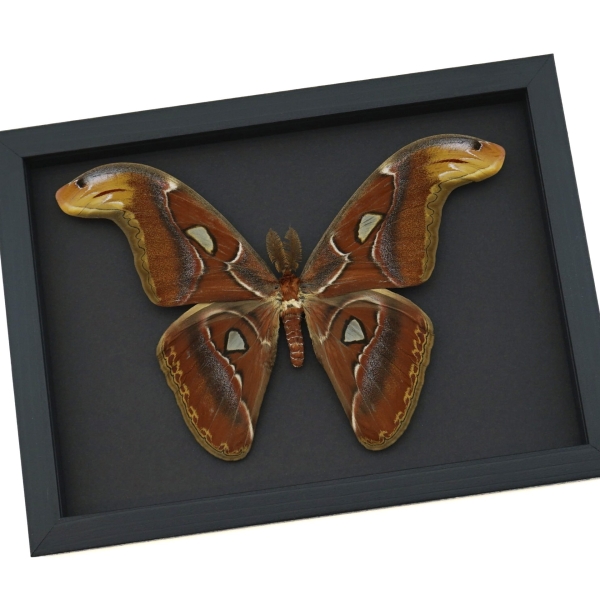 Attacus Atlas Male Moth large Snake Head Moth Framed Taxidermy Moonlight Display