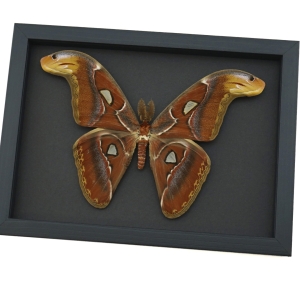 Attacus Atlas Male Moth large Snake Head Moth Framed Taxidermy Moonlight Display