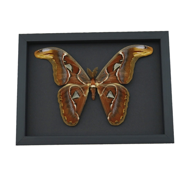 Real Framed Atlas Moth Attacus Atlas Male XL Taxidermy Moonlight Display