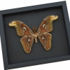 Snake Head Moth Attacus Atlas Male Framed Taxidermy Moonlight Display