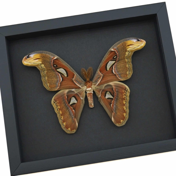 Snake Head Moth Attacus Atlas Male Framed Taxidermy Moonlight Display