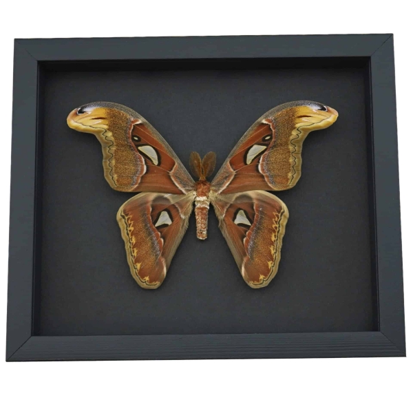 Snake Head Moth Attacus Atlas Male Framed Taxidermy Moonlight Display