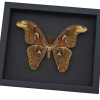 Snake Head Moth Attacus Atlas Male Framed Taxidermy Moonlight Display