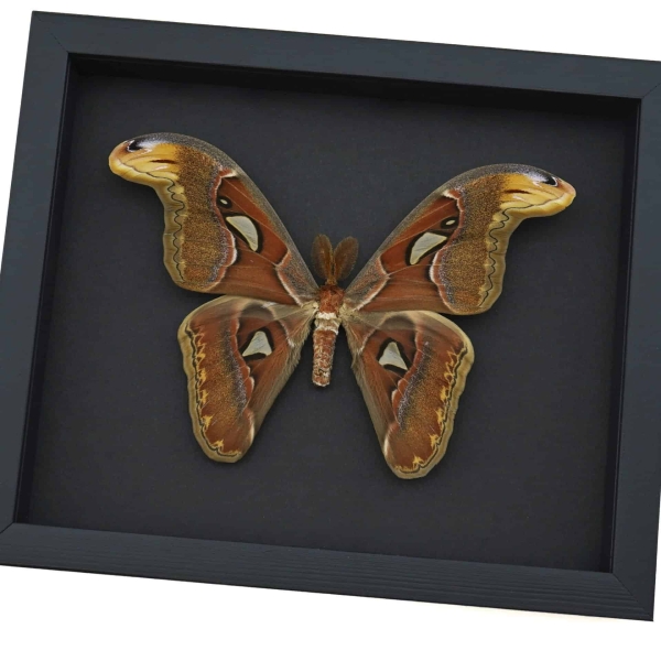 Snake Head Moth Attacus Atlas Male Framed Taxidermy Moonlight Display