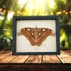 Attacus lorquinii Female Resting Moth 7" wingspan Snake Head Philippines Atlas Moth Real Framed Taxidermy