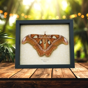 Attacus lorquinii Female Resting Moth 7" wingspan Snake Head Philippines Atlas Moth Real Framed Taxidermy