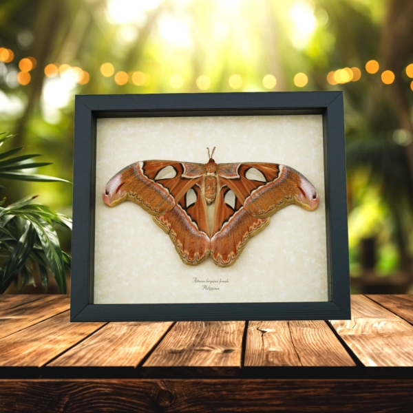 Attacus lorquinii Female Resting Moth 7" wingspan Snake Head Philippines Atlas Moth Real Framed Taxidermy
