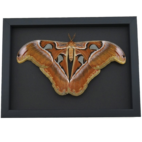 Real Framed Atlas Moth Attacus lorquinii Female Resting Taxidermy Moonlight Display