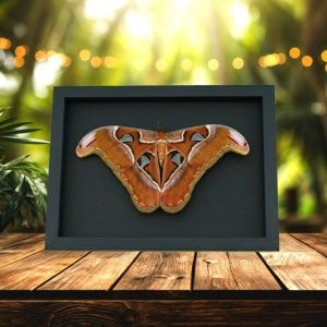 Real Framed Atlas Moth Attacus lorquinii Female Resting Taxidermy Moonlight Display