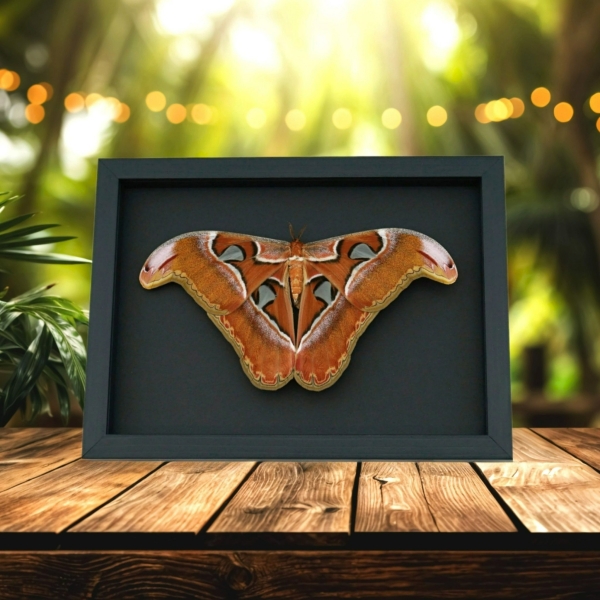 Real Framed Atlas Moth Attacus lorquinii Female Resting Taxidermy Moonlight Display Real Framed Atlas Moth Attacus lorquinii Female Resting Taxidermy Moonlight Display
