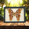Attacus lorquinii Female Moth 7"+ Wingspan Snake Head Philippines Atlas Moth Real Framed Taxidermy