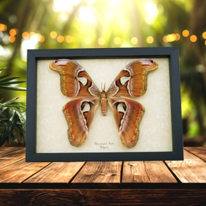 Attacus lorquinii Female Moth 7"+ Wingspan Snake Head Philippines Atlas Moth Real Framed Taxidermy