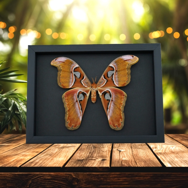 Attacus lorquinii Female xl Snake Head Moth Real Framed Taxidermy Moonlight Display