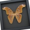 Attacus lorquinii Male Moth 6" wingspan Snake Head Philippines Atlas Moth Real Framed Taxidermy Moonlight Display