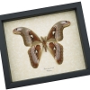 Attacus lorquinii Male Verso Moth 6 1/2" wingspan Snake Head Philippines Atlas Moth Real Framed Taxidermy