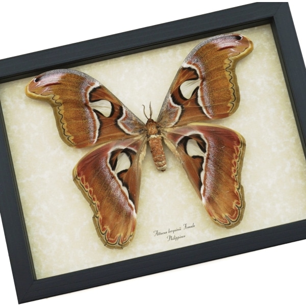 Attacus lorquinii Female Moth 7"+ Wingspan Snake Head Philippines Atlas Moth Real Framed Taxidermy