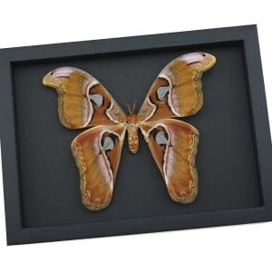 Attacus lorquinii Female xl Snake Head Moth Real Framed Taxidermy Moonlight Display