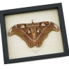 Attacus lorquinii Female Resting Moth 7" wingspan Snake Head Philippines Atlas Moth Real Framed Taxidermy