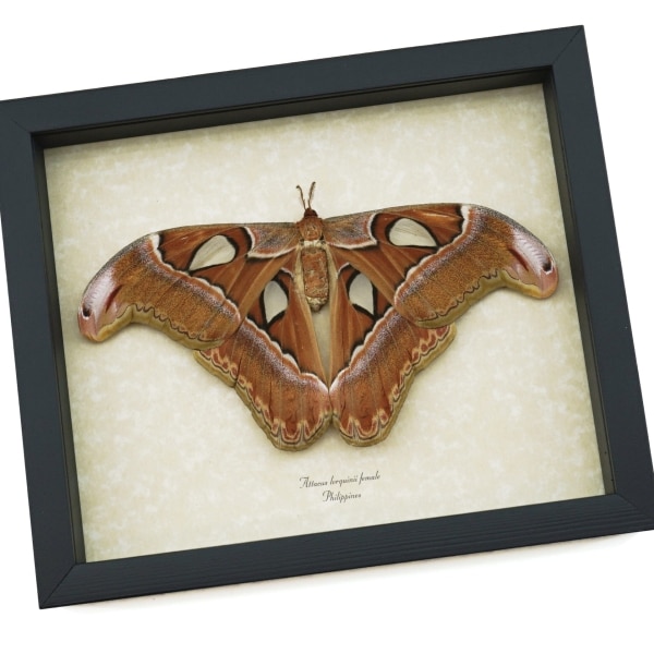 Attacus lorquinii Female Resting Moth 7" wingspan Snake Head Philippines Atlas Moth Real Framed Taxidermy