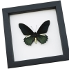 Battus belus Male Butterfly Metallic Green Classic Black Display Framed Taxidermy