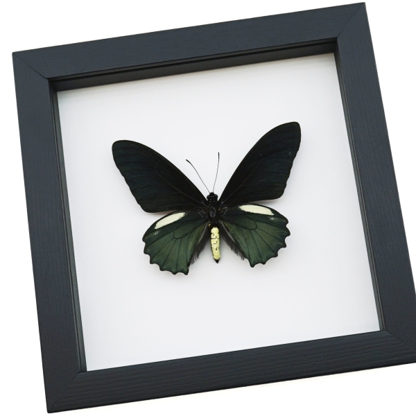 Battus belus Male Butterfly Metallic Green Classic Black Display Framed Taxidermy