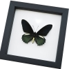 Battus belus Male Butterfly Metallic Green Classic Black Display Framed Taxidermy