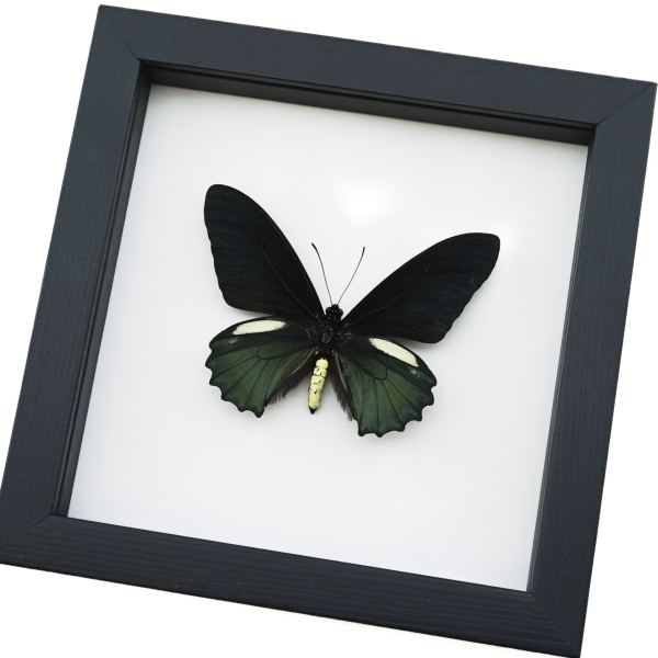 Battus belus Male Butterfly Metallic Green Classic Black Display Framed Taxidermy