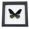Battus belus Male Butterfly Metallic Green Classic Black Display Framed Taxidermy