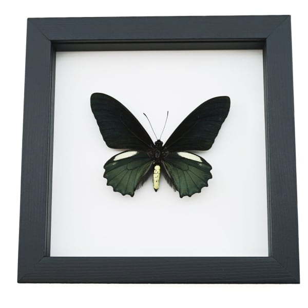 Battus belus Male Butterfly Metallic Green Classic Black Display Framed Taxidermy