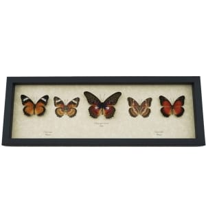 Cethosia Set Leopard Lacewing Butterflies Framed Butterfly Taxidermy Display