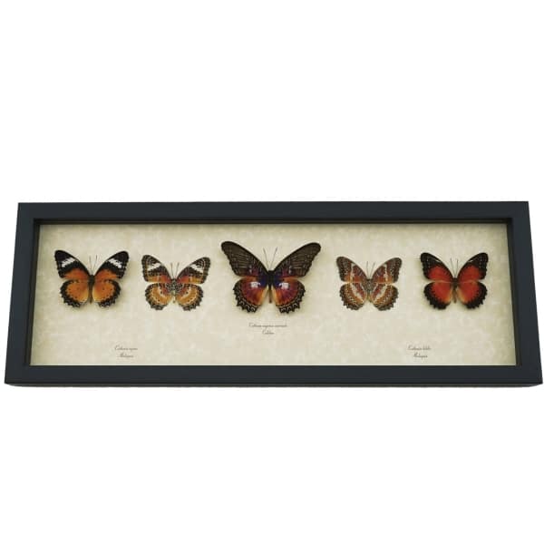 Cethosia Set Leopard Lacewing Butterflies Framed Butterfly Taxidermy Display Cethosia Set Leopard Lacewing Butterflies Framed Butterfly Taxidermy Display