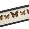 Cethosia Set Leopard Lacewing Butterflies Framed Butterfly Taxidermy Display