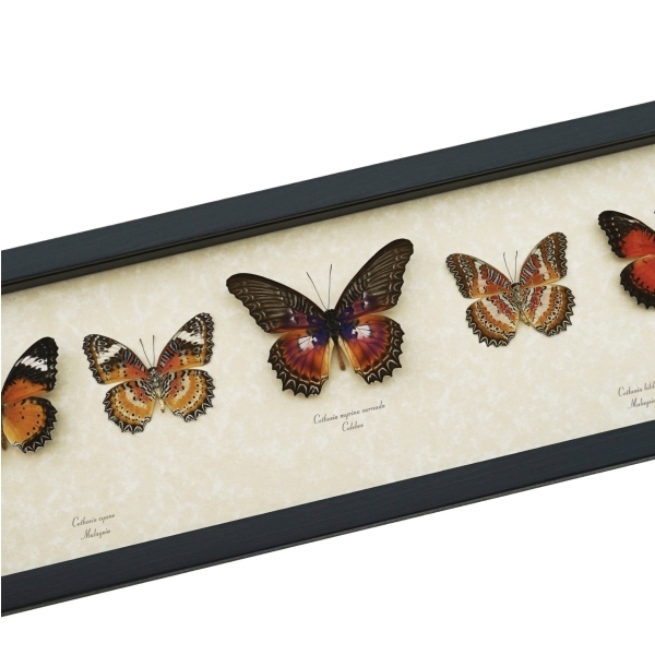 Cethosia Set Leopard Lacewing Butterflies Framed Butterfly Taxidermy Display