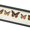 Cethosia Set Leopard Lacewing Butterflies Framed Butterfly Taxidermy Display