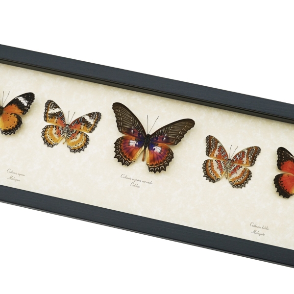 Cethosia Set Leopard Lacewing Butterflies Framed Butterfly Taxidermy Display