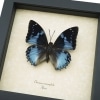 Charaxes smaragdalis Western Blue Charaxes African Butterfly Framed Taxidermy Display