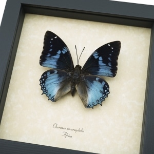 Charaxes smaragdalis Western Blue Charaxes African Butterfly Framed Taxidermy Display