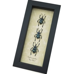 Eupholus magnificus 3 Weevil Beetle Collection Framed Taxidermy Display