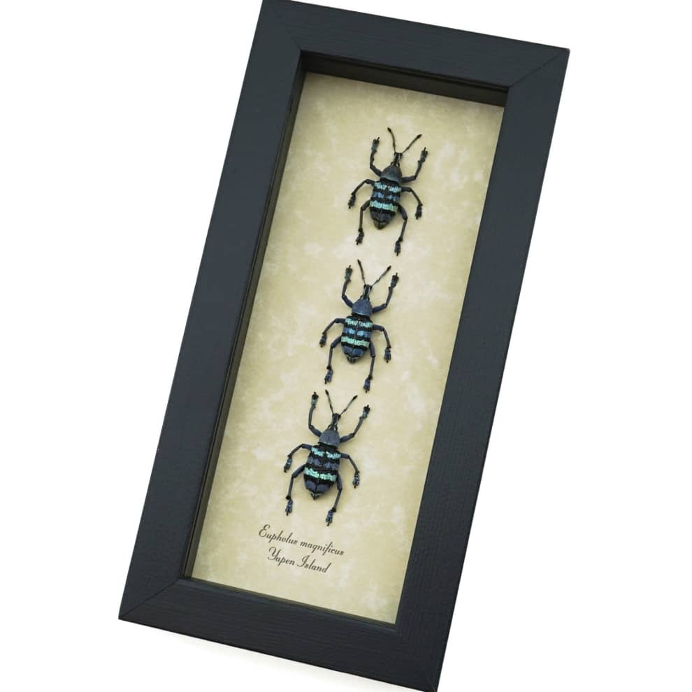 Eupholus magnificus 3 Weevil Beetle Collection Framed Taxidermy Display