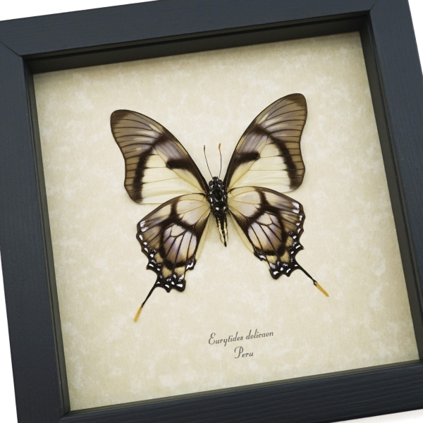 Lavender Swallowtail Butterfly Eurytides Dolicaon Verso Framed Taxidermy Display