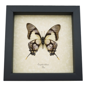 Lavender Swallowtail Butterfly Eurytides Dolicaon Verso Framed Taxidermy Display