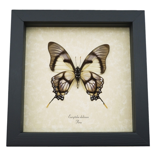 Lavender Swallowtail Butterfly Eurytides Dolicaon Verso Framed Taxidermy Display