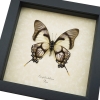 Lavender Swallowtail Butterfly Eurytides Dolicaon Verso Framed Taxidermy Display