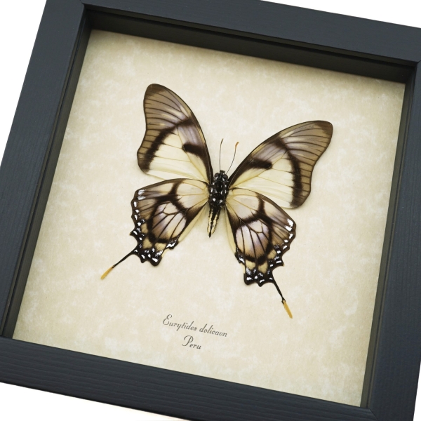 Lavender Swallowtail Butterfly Eurytides Dolicaon Verso Framed Taxidermy Display