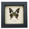 Graphium weiskei Verso Purple Spotted Swallowtail Butterfly Framed Taxidermy