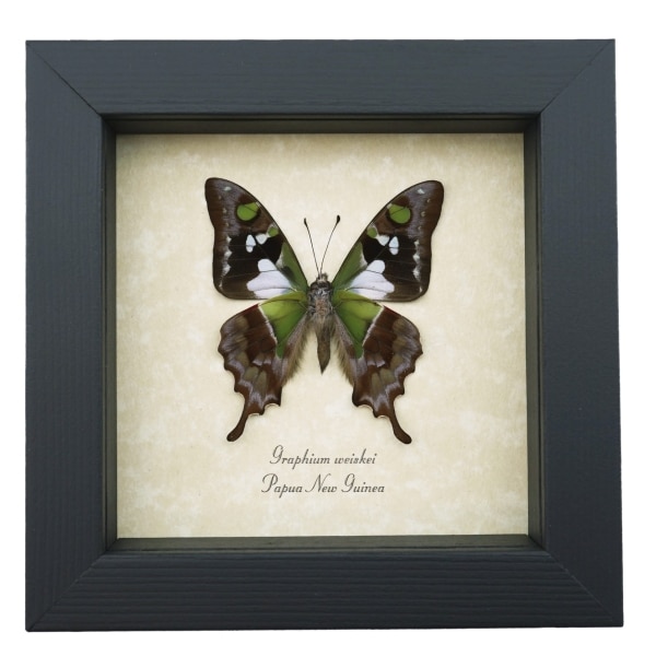Graphium weiskei Verso Purple Spotted Swallowtail Butterfly Framed Taxidermy
