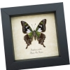 Graphium weiskei Verso Purple Spotted Swallowtail Butterfly Framed Taxidermy