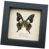 Graphium weiskei Verso Purple Spotted Swallowtail Butterfly Framed Taxidermy