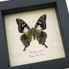 Graphium weiskei Verso Purple Spotted Swallowtail Butterfly Framed Taxidermy