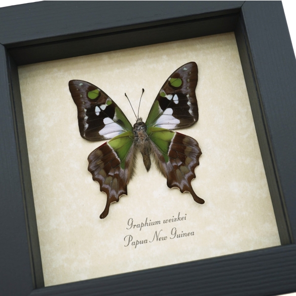 Graphium weiskei Verso Purple Spotted Swallowtail Butterfly Framed Taxidermy